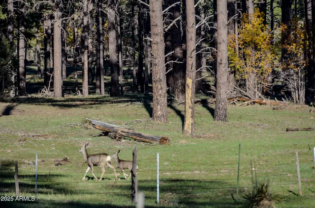 $700,000 | 685 Kuhn Road, Show Low, AZ 85901