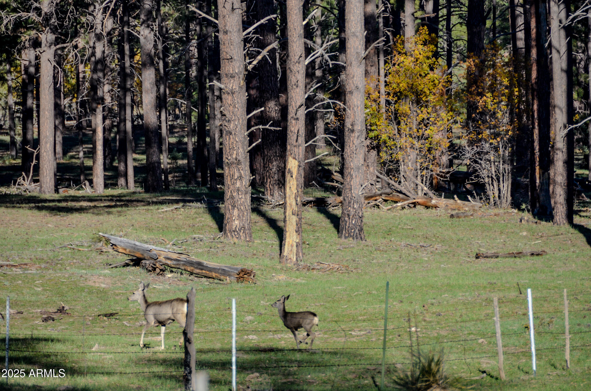 685 Kuhn Road Pinedale, AZ 85934 - Photo 61 of 74 front view of a house with a yard