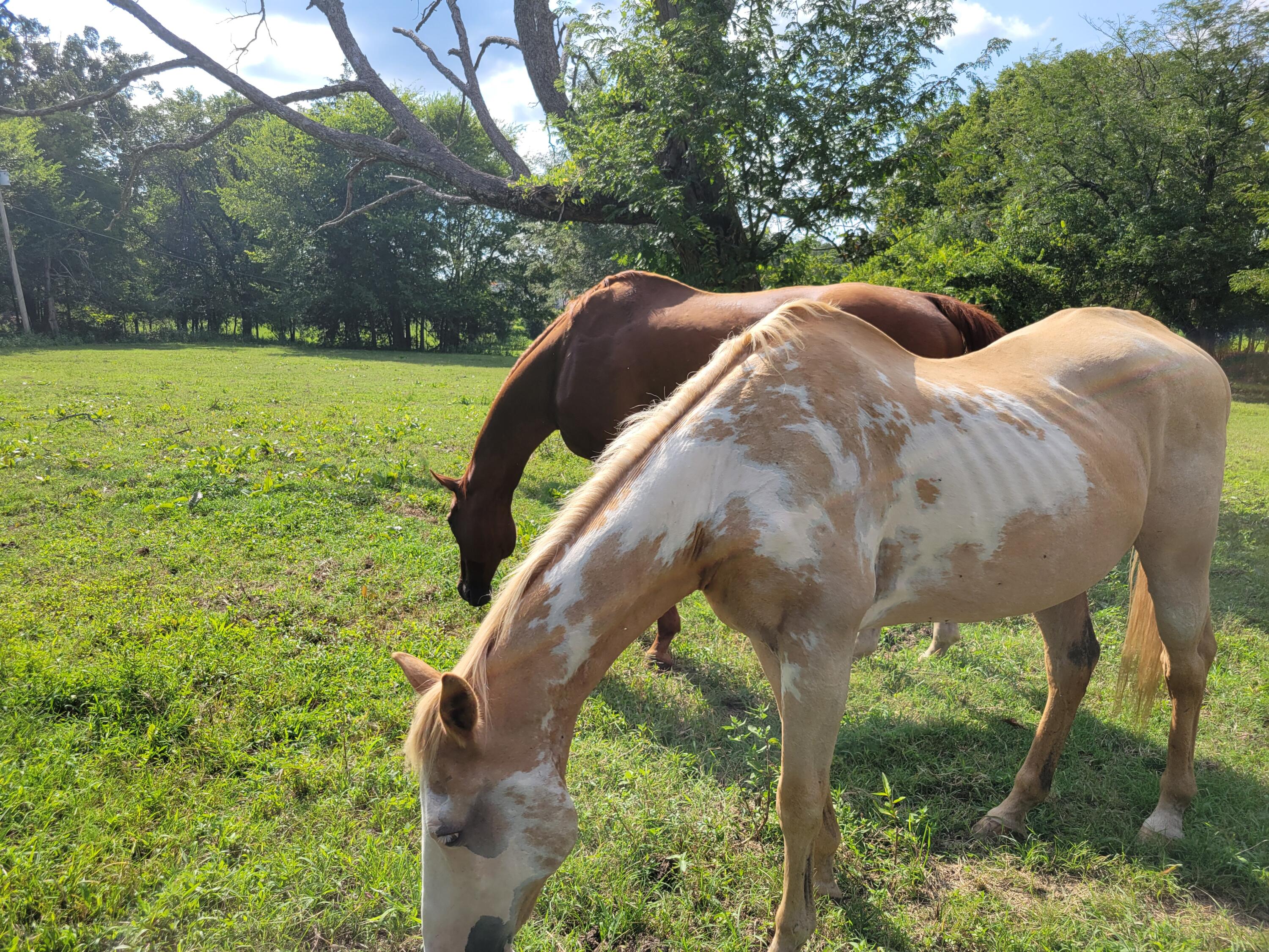 8110 Ooltewah Georgetown Road Ooltewah, TN 37363 - Photo 14 of 42 20250822_164808