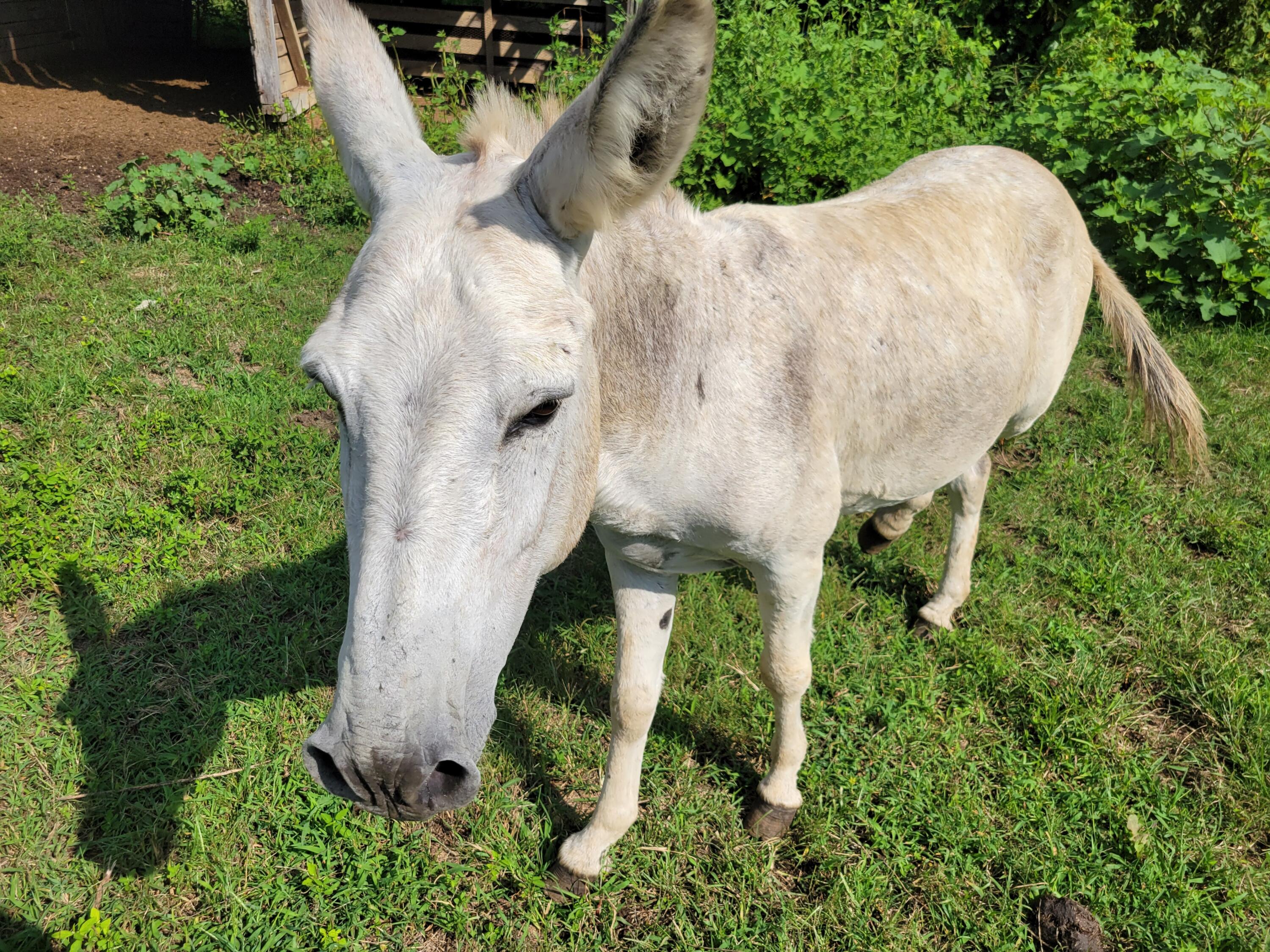 8110 Ooltewah Georgetown Road Ooltewah, TN 37363 - Photo 15 of 42 20250822_164746