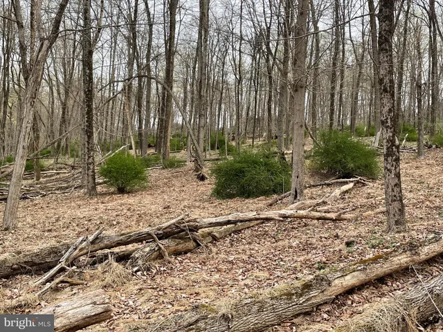 a row of trees with lots of bushes