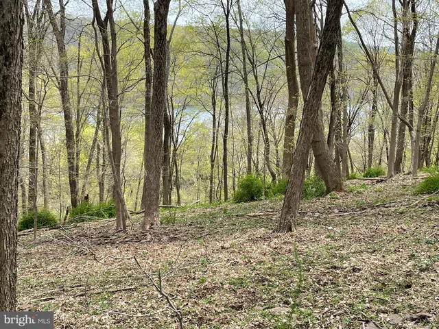 a backyard of a house with lots of trees