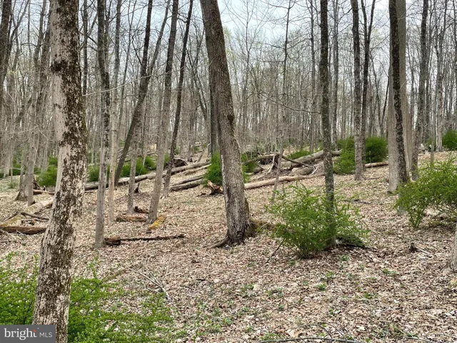 a view of outdoor space with lots of trees