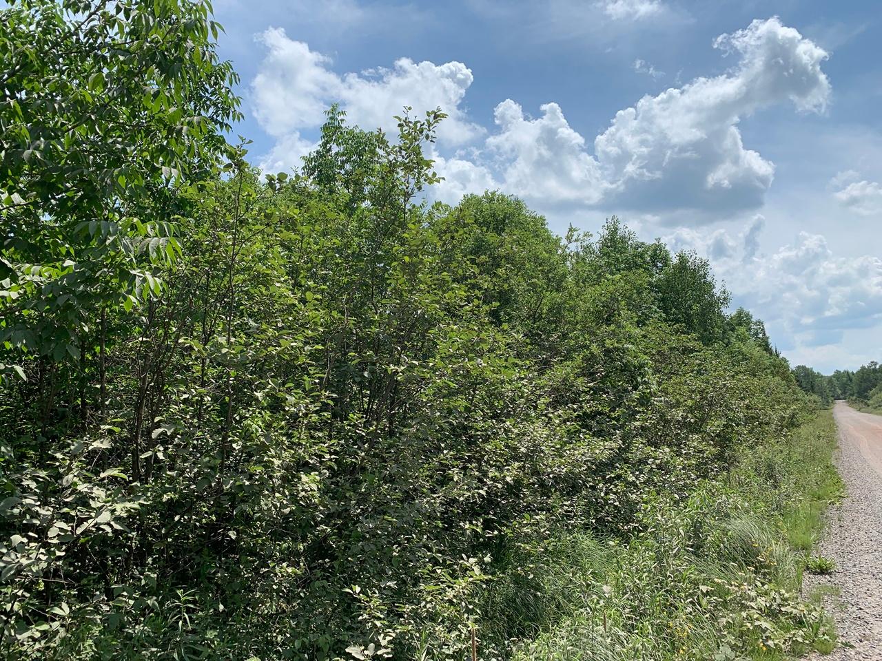 40-acres Spring Camp Road Montreal, WI 54550 - Photo 1 of 12 Gallery Image 1