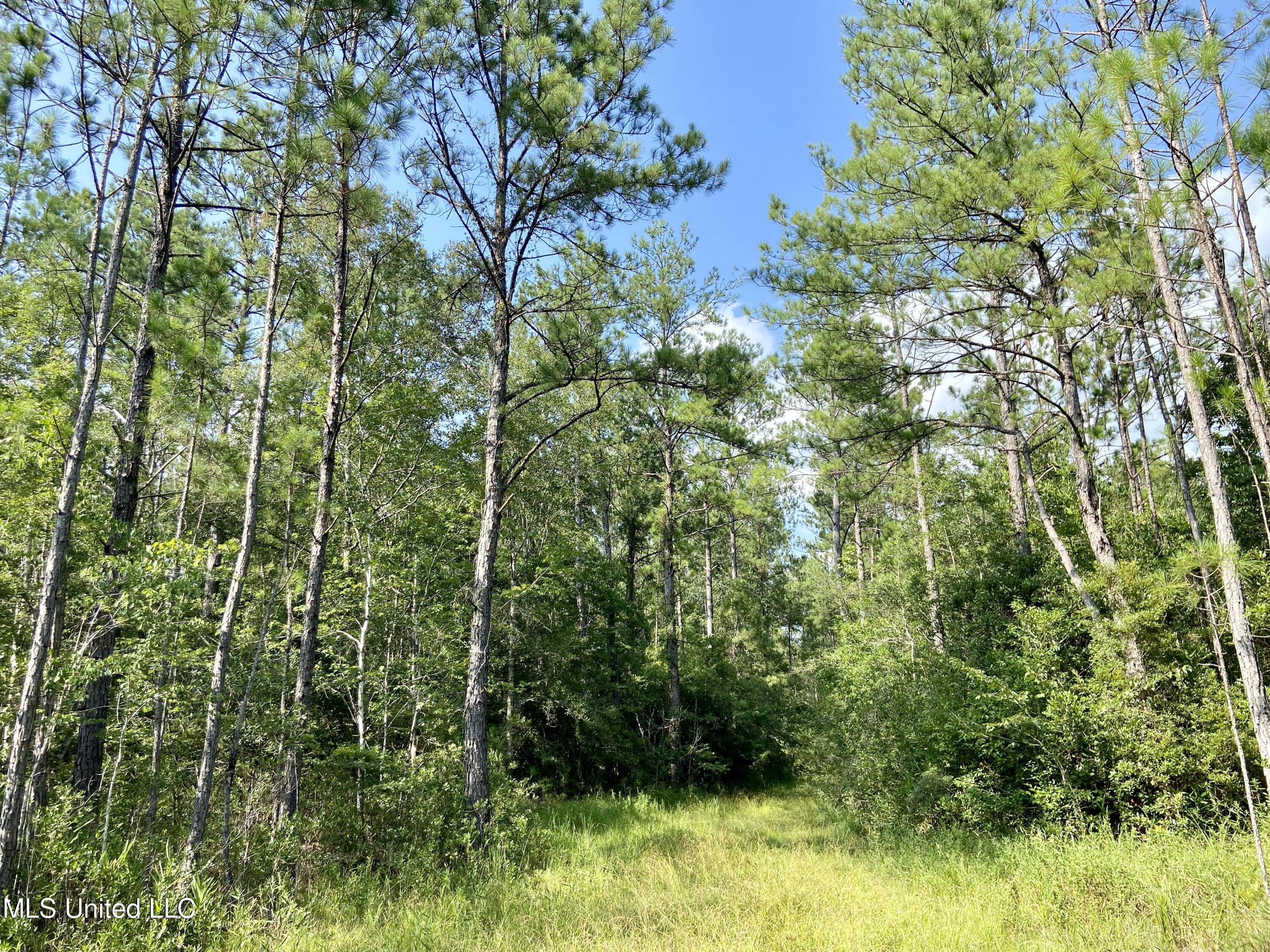 Merritt Road Leakesville, MS 39451 - Photo 20 of 32 IMG_5541