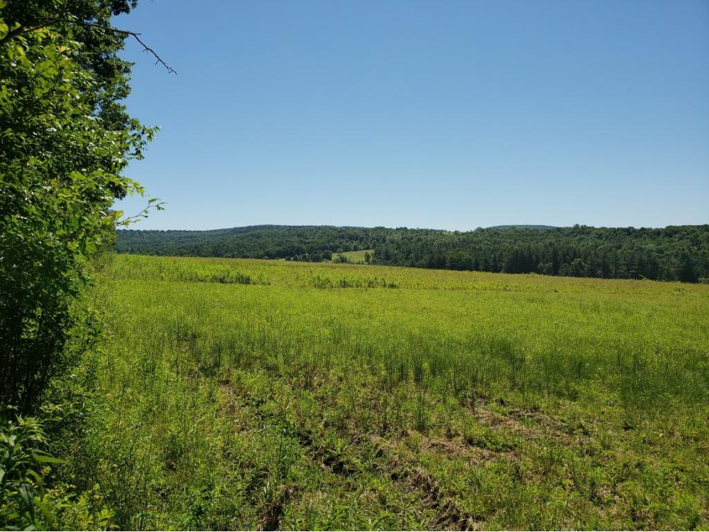 Off Shafer Road West Greene, NY 13778 - Photo 4 of 6 Gallery Image 4