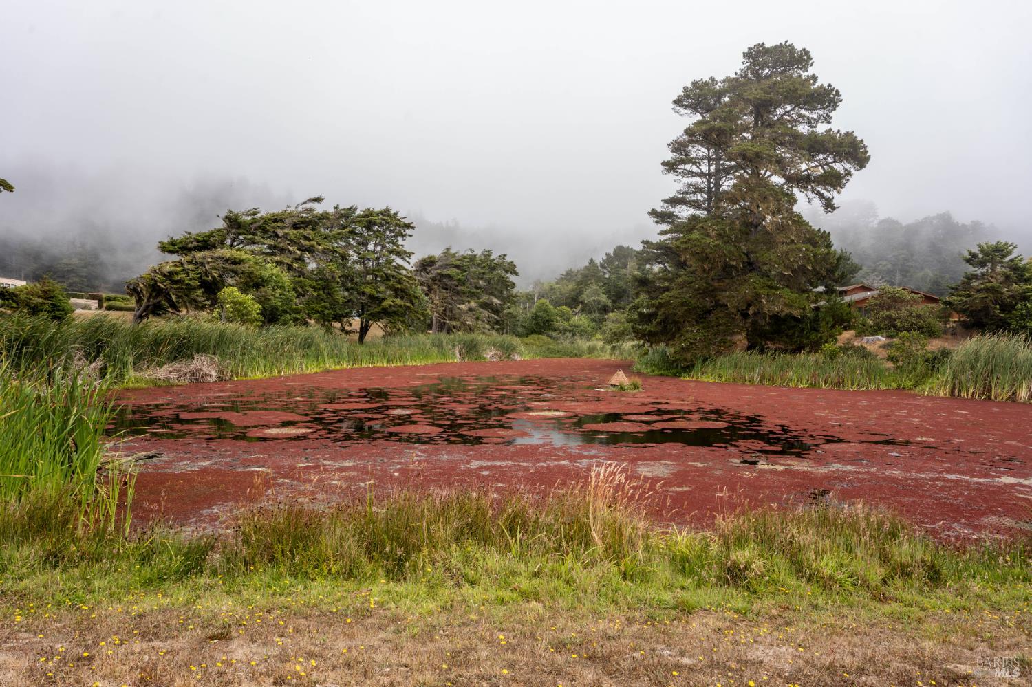 15741 Forest View Road Manchester, CA 95459 - Photo 27 of 28 a view of street