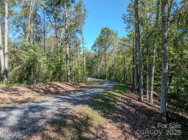 a view of a yard with plants and trees