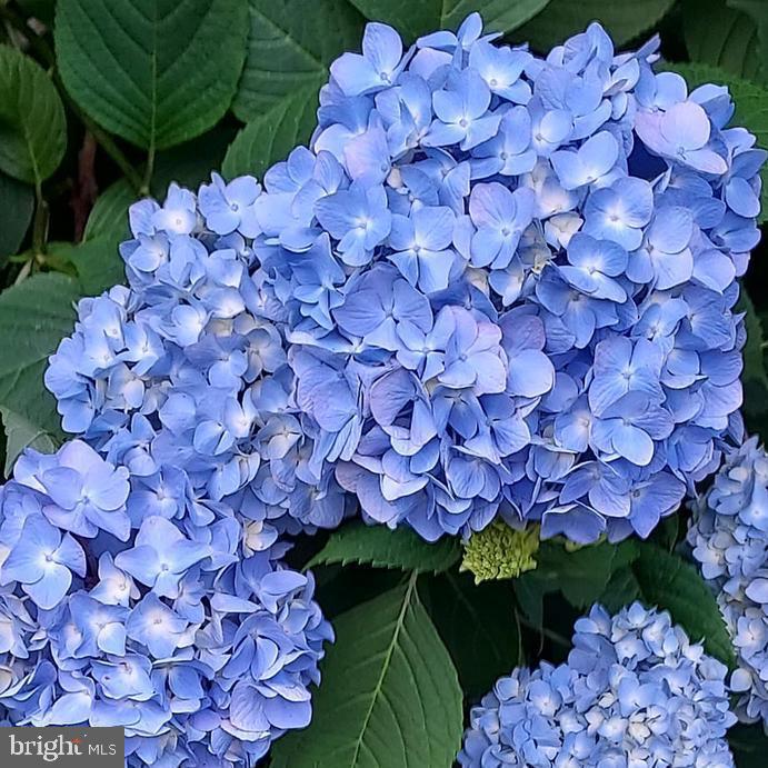 7410 Dakota Avenue Chesapeake Beach, MD 20732 - Photo 50 of 68 a front view of a house with a yard