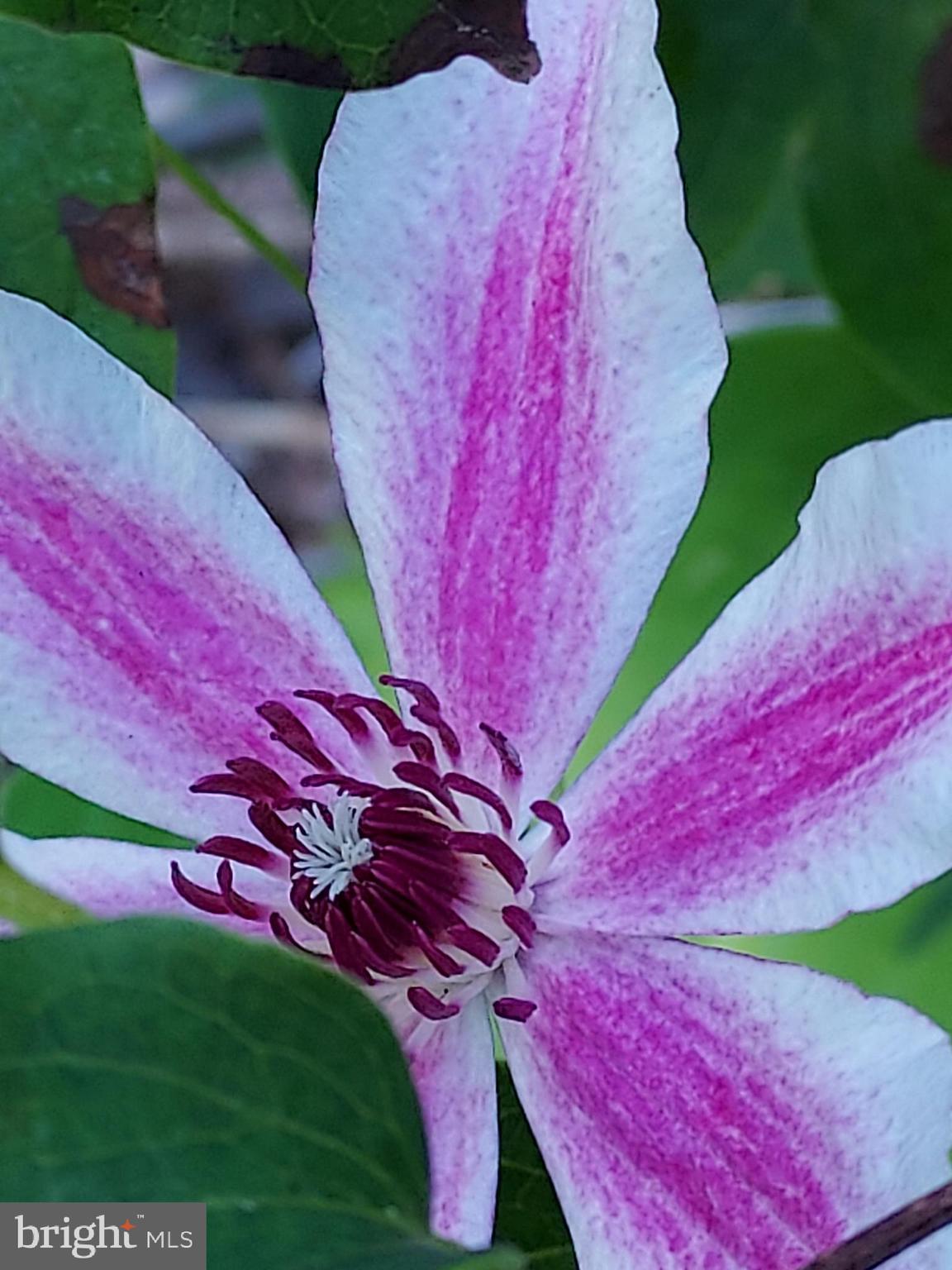 7410 Dakota Avenue Chesapeake Beach, MD 20732 - Photo 51 of 68 a view of a backyard with plants