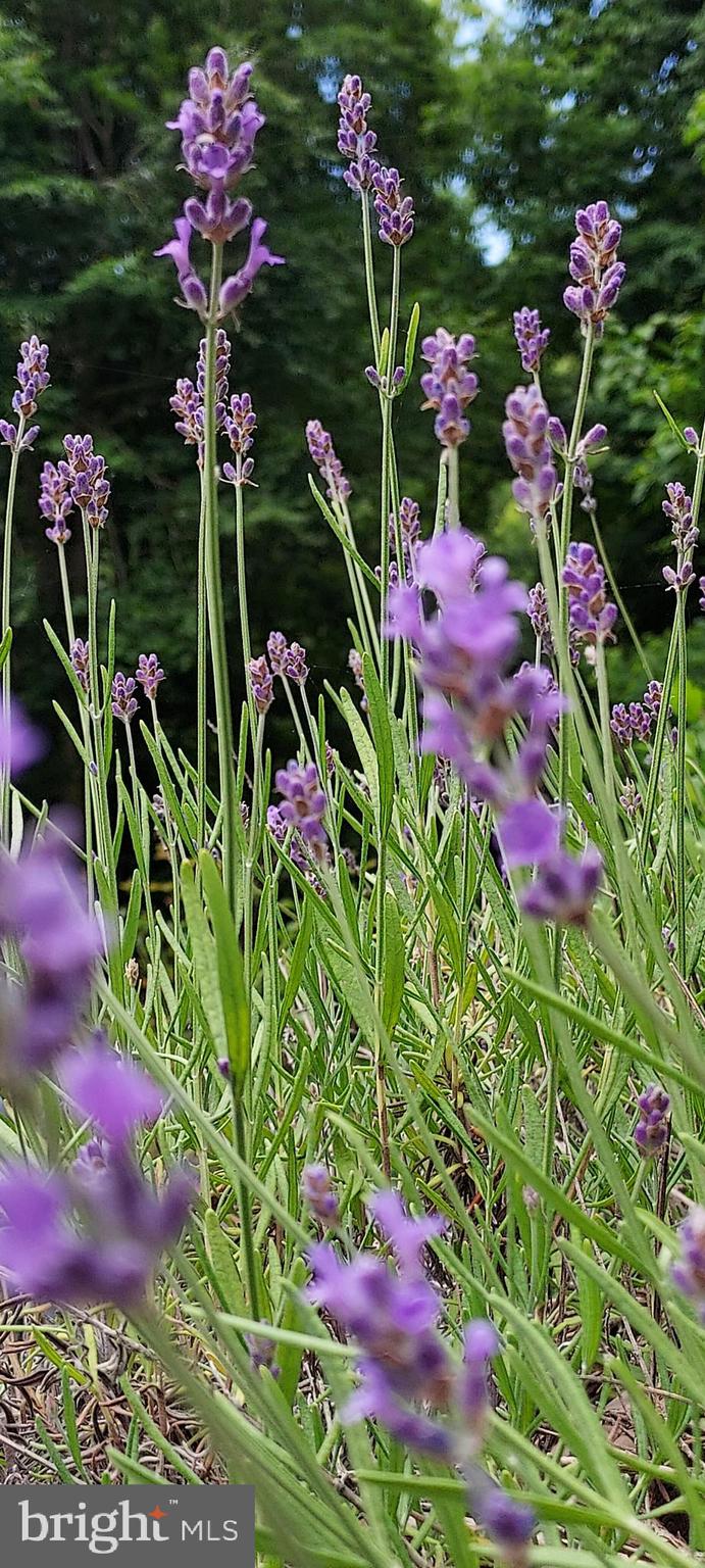 7410 Dakota Avenue Chesapeake Beach, MD 20732 - Photo 53 of 68