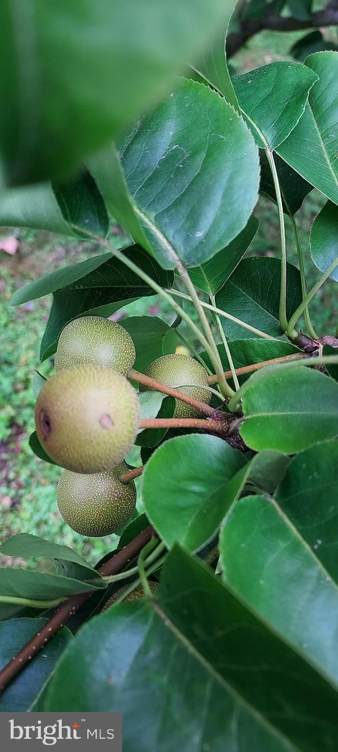 7410 Dakota Avenue Chesapeake Beach, MD 20732 - Photo 54 of 68