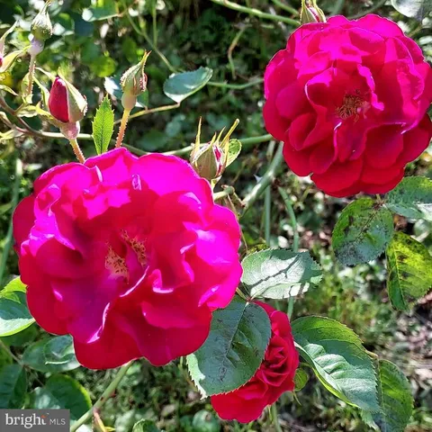 $499,900 | 7410 Dakota Avenue, Chesapeake Beach, MD 20732