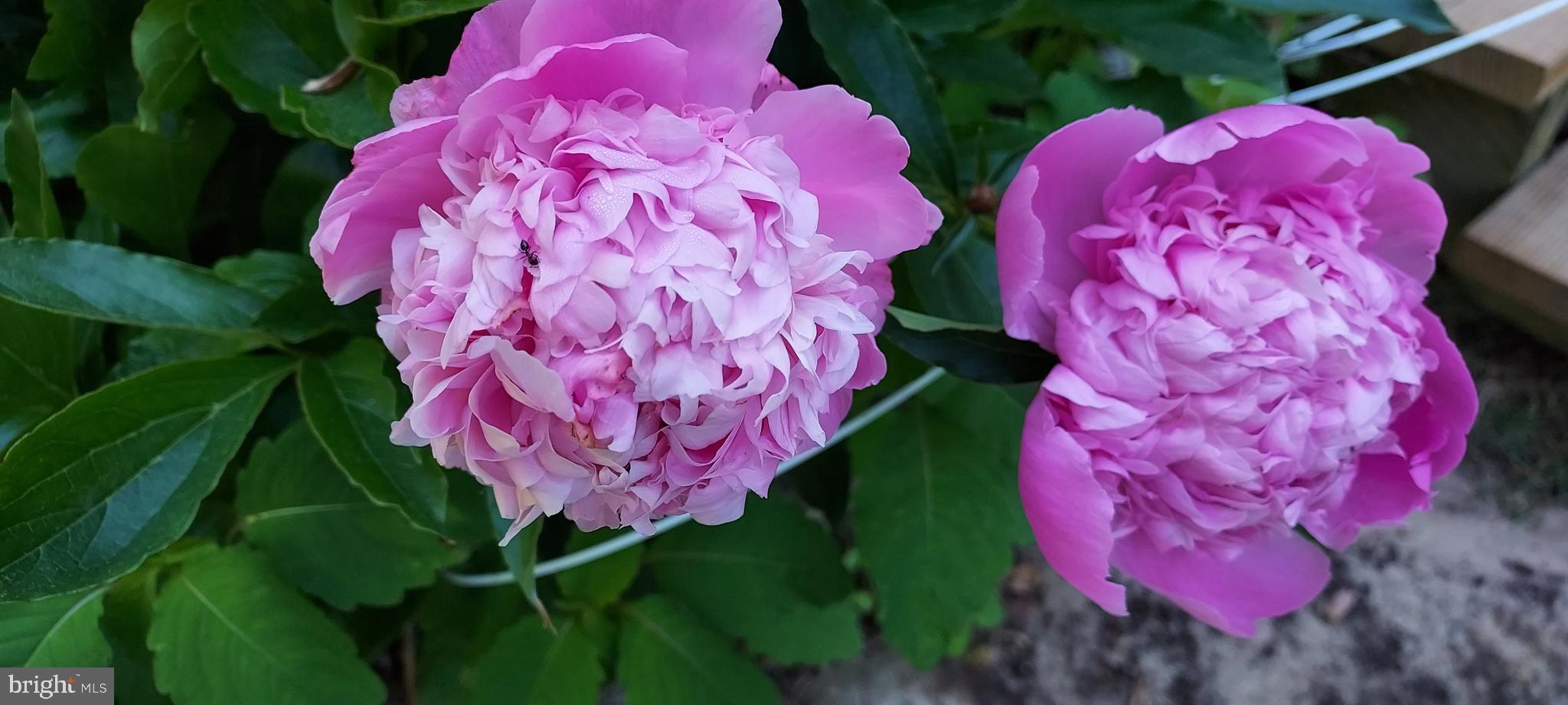 7410 Dakota Avenue Chesapeake Beach, MD 20732 - Photo 59 of 68 a view of a flower in a garden