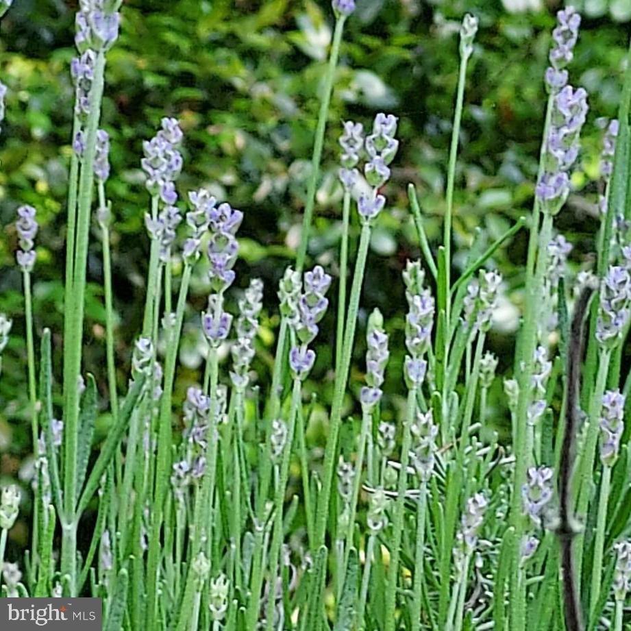 7410 Dakota Avenue Chesapeake Beach, MD 20732 - Photo 61 of 68 a close up of a plant