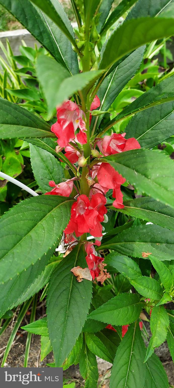 7410 Dakota Avenue Chesapeake Beach, MD 20732 - Photo 67 of 68 a view of a flower