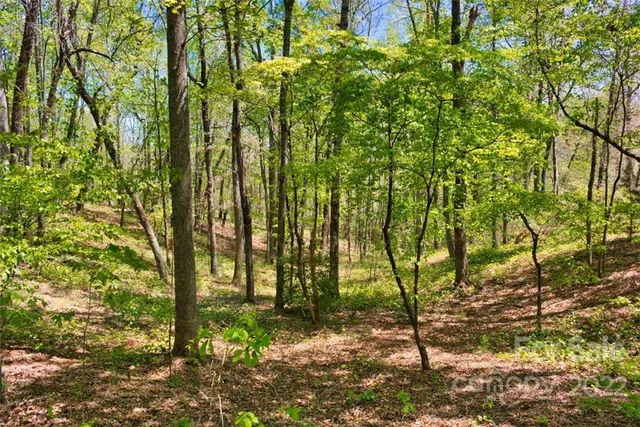 a view of a yard with plants and large trees