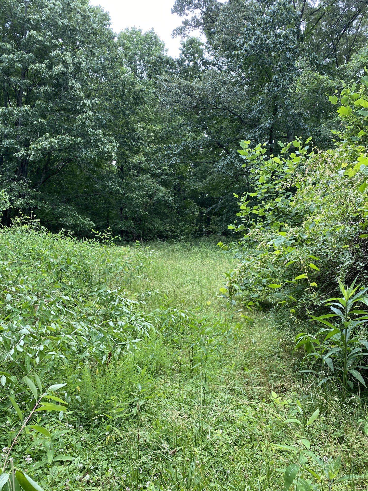0 Wilder Lane Powell, TN 37849 - Photo 3 of 7 Gallery Image 3