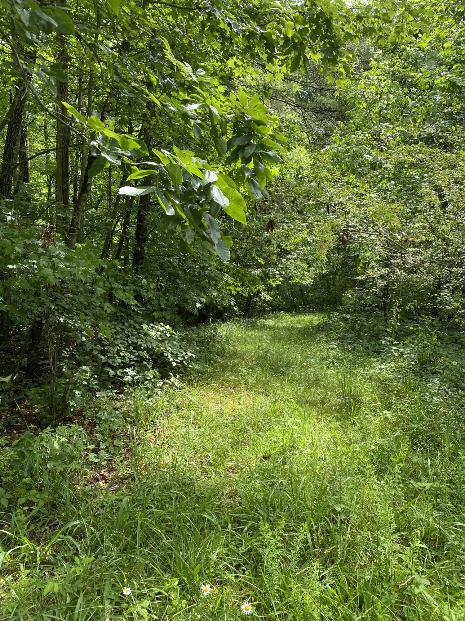 0 Wilder Lane Powell, TN 37849 - Photo 7 of 7 Gallery Image 7