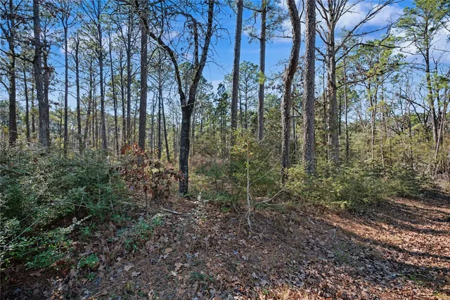 a view of a forest with trees