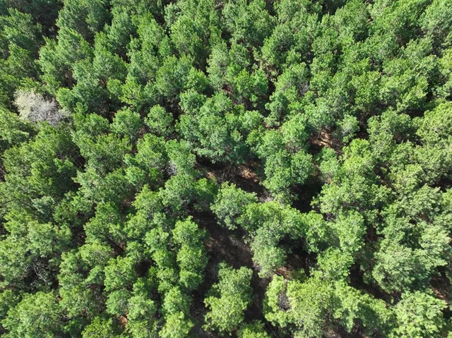 a view of a lush green forest