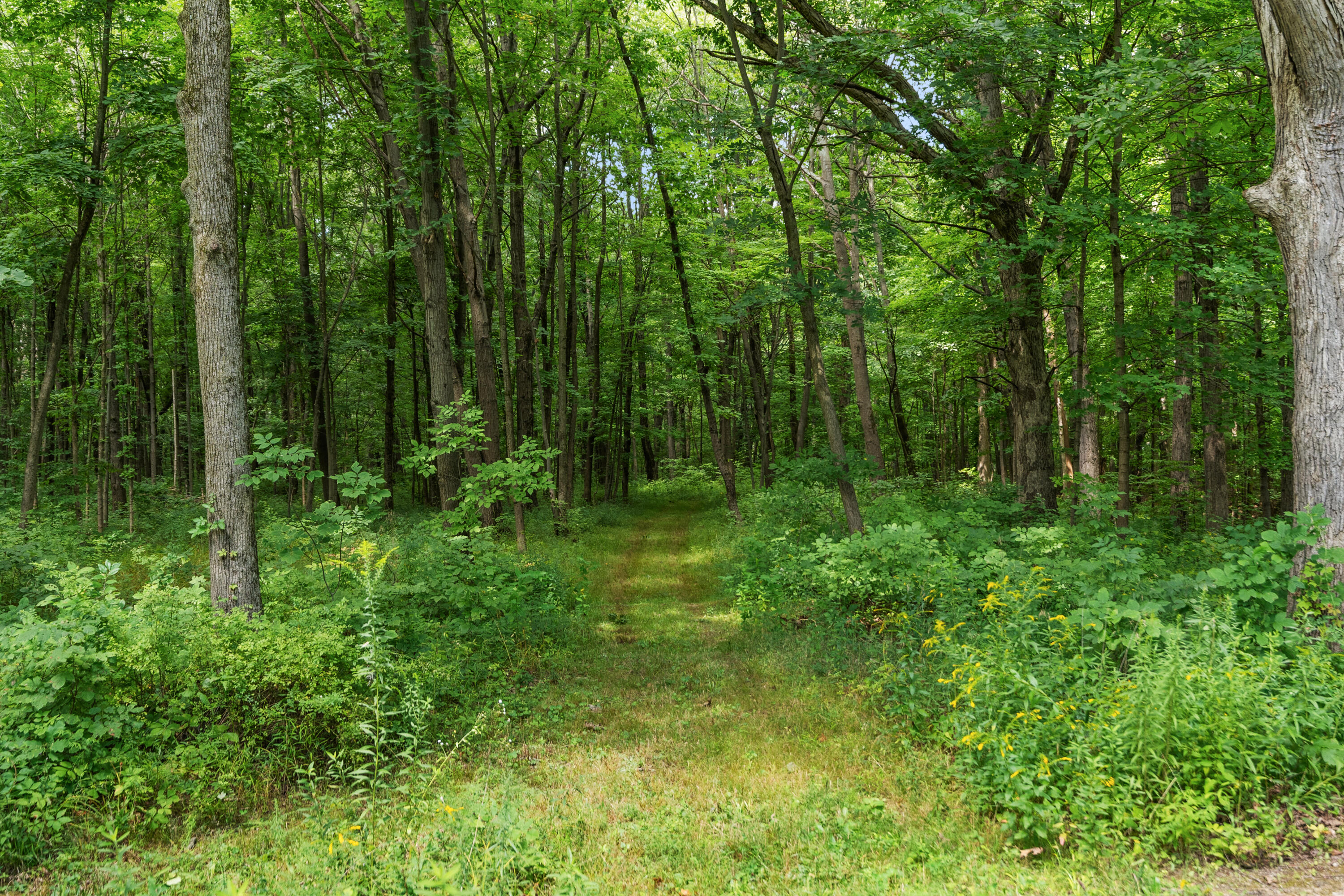 249 West 700 North Valparaiso, IN 46385 - Photo 3 of 46 a view of backyard with green space