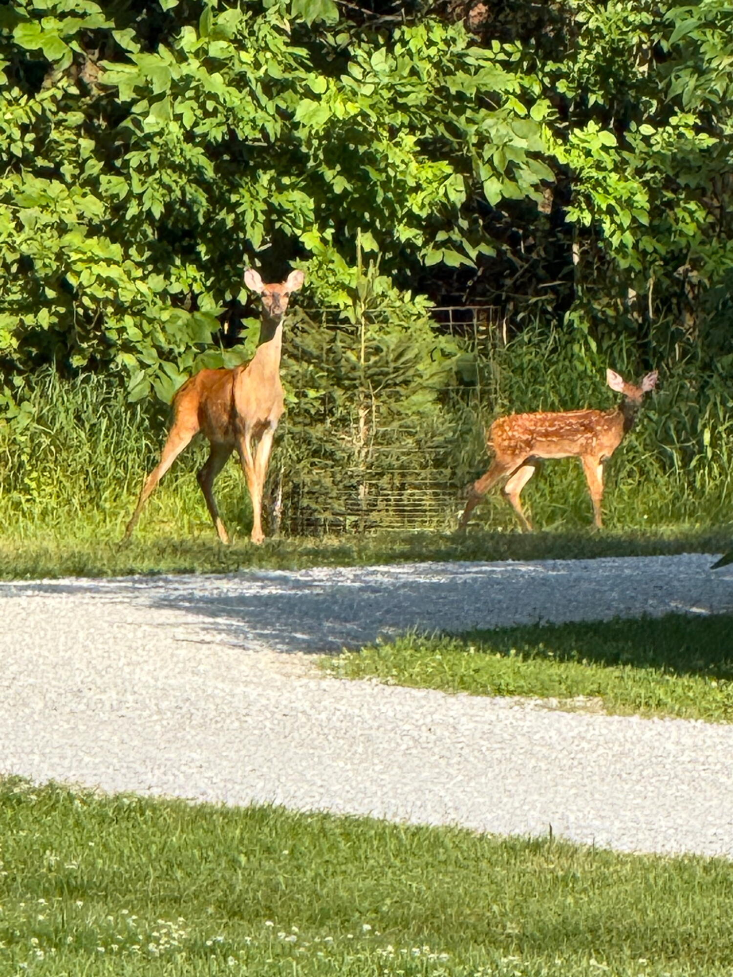249 West 700 North Valparaiso, IN 46385 - Photo 42 of 46 a view of a yard
