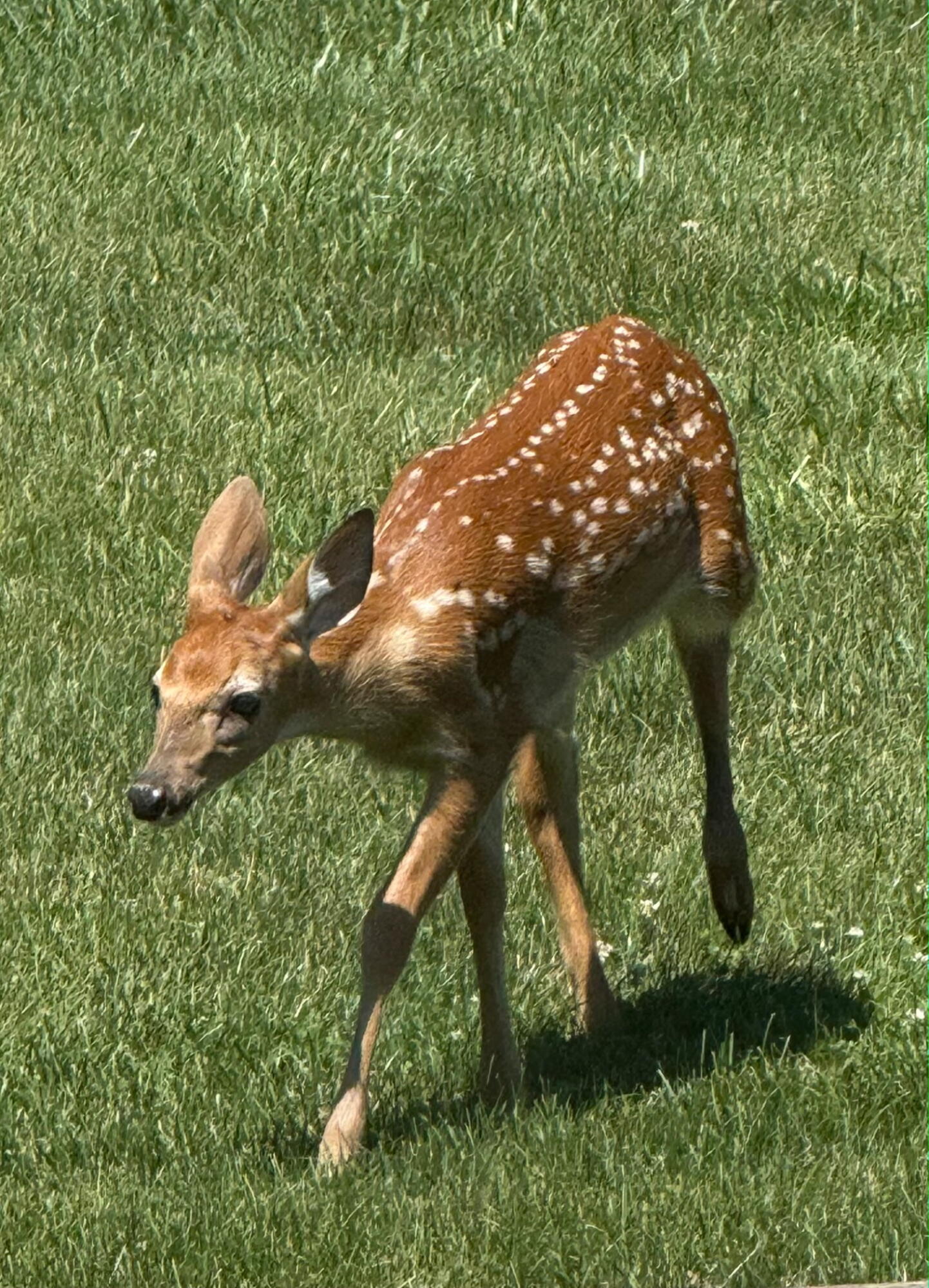 249 West 700 North Valparaiso, IN 46385 - Photo 43 of 46 a view of a tree