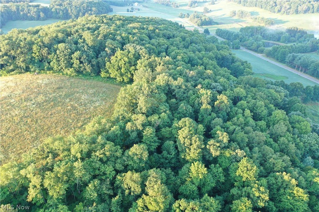 2575 Co Road Loudonville, OH 44842 - Photo 3 of 44 Expansive wooded acreage with a cleared field boundary