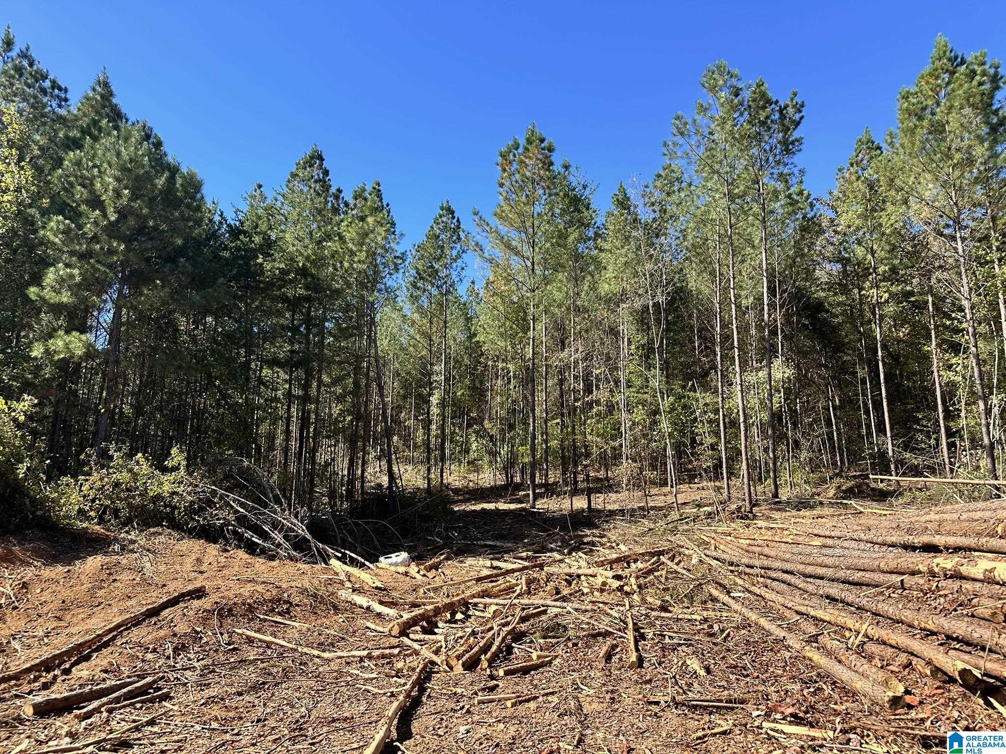 0 Rabbittown Road Piedmont, AL 36272 - Photo 6 of 7