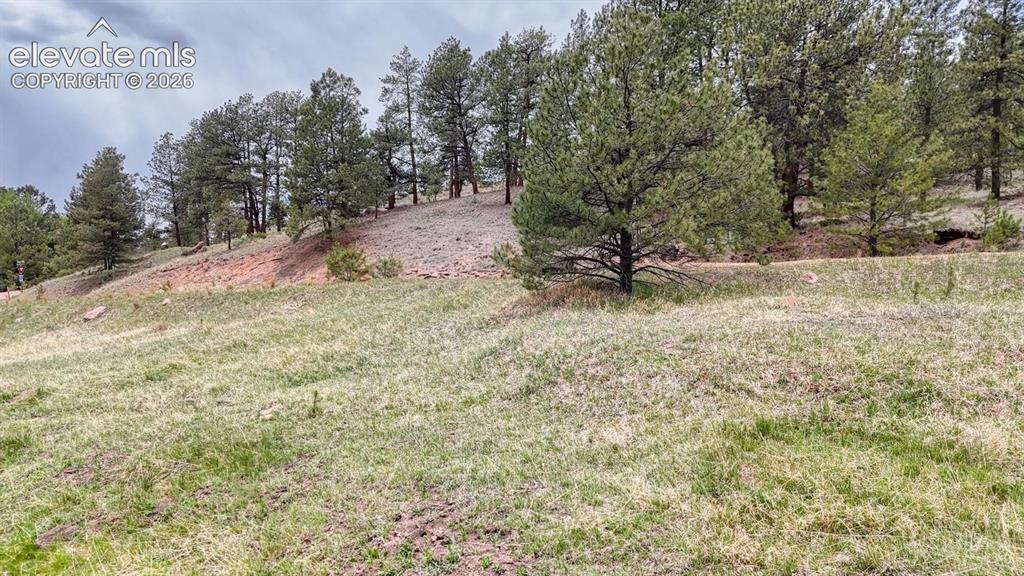 42 Rabbit Circle Florissant, CO 80816 - Photo 2 of 20 a view of a yard with a tree