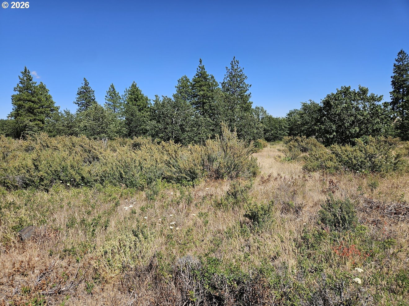 67 Timber Lane Roosevelt, WA 99356 - Photo 19 of 37 a view of a yard with a tree