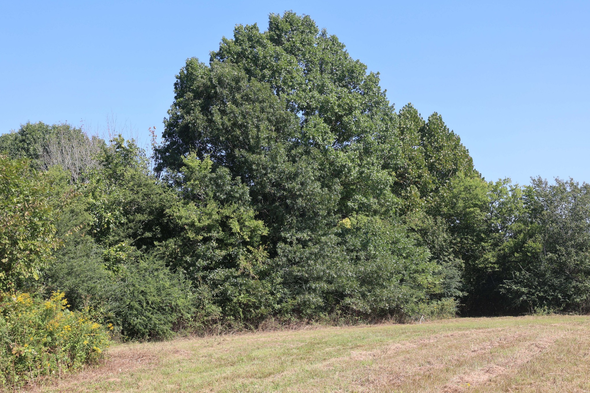 3333 Midland Fosterville Road Bell Buckle, TN 37020 - Photo 4 of 11 Gallery Image 4