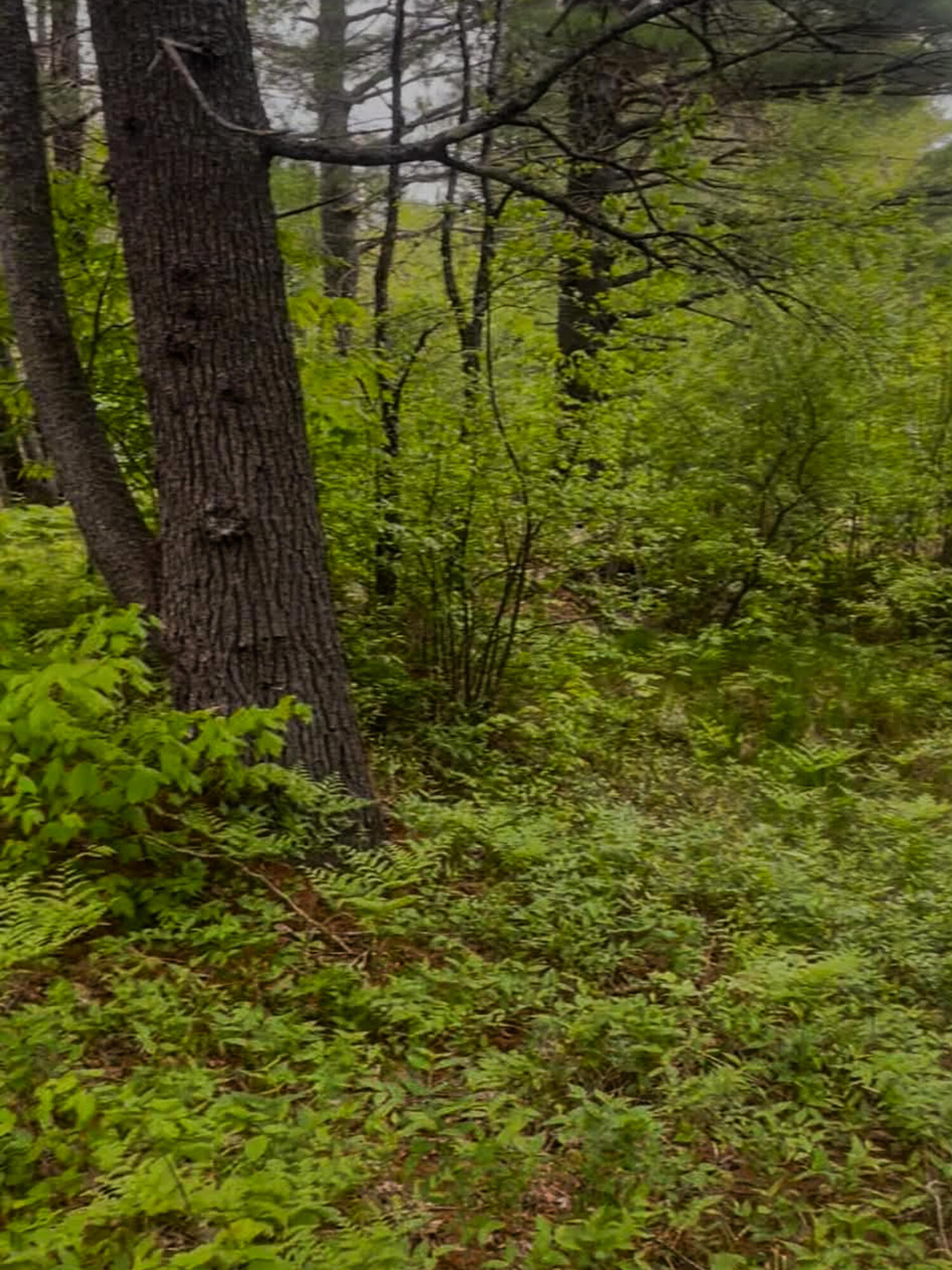 4422 Bennoch Road Alton, ME 04468 - Photo 7 of 11 26 Old County 7 Fox Run -8