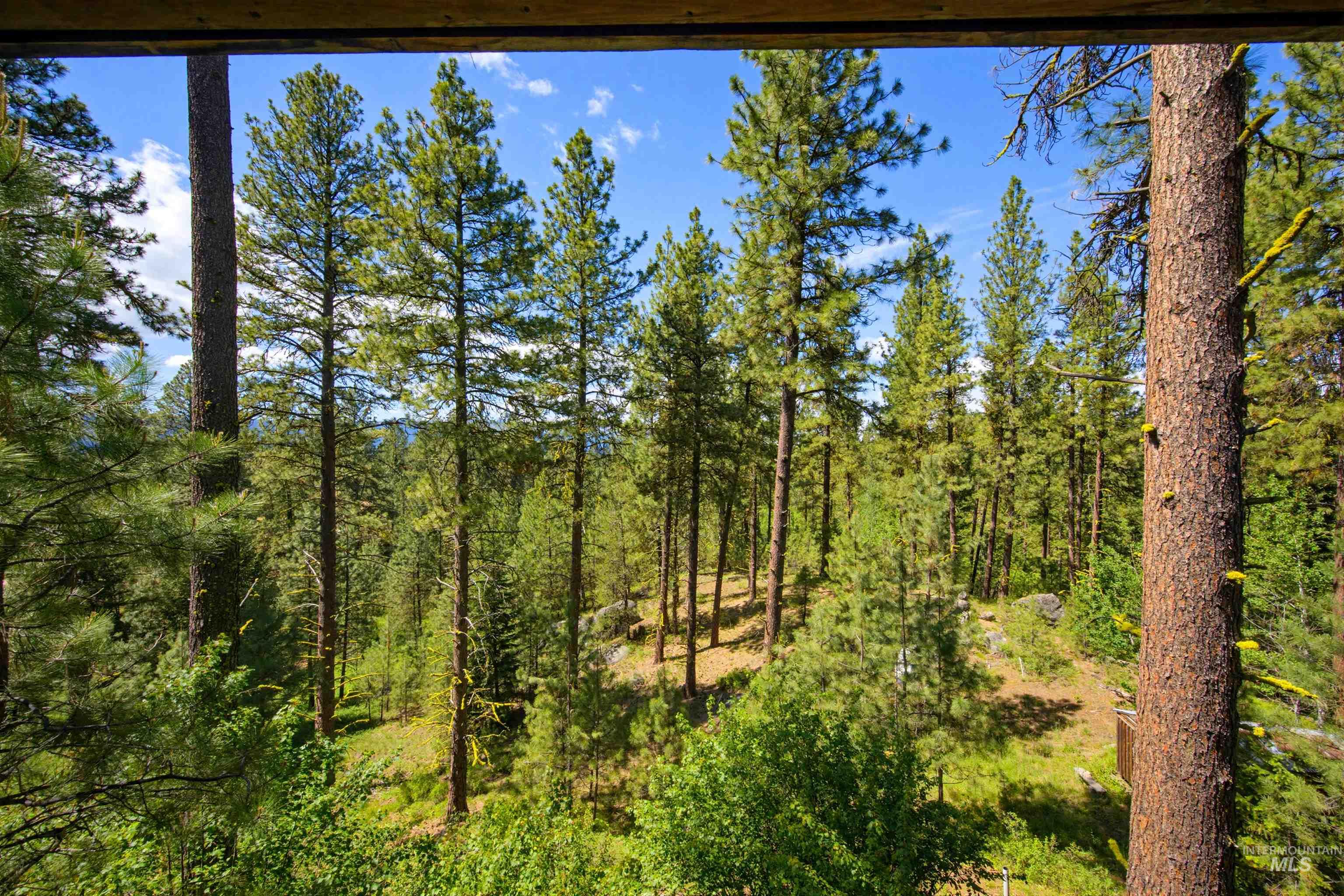 79 Sunset Loop Cascade, ID 83611 - Photo 43 of 44 Wooded natural landscape featuring mature pine trees and lush undergrowth