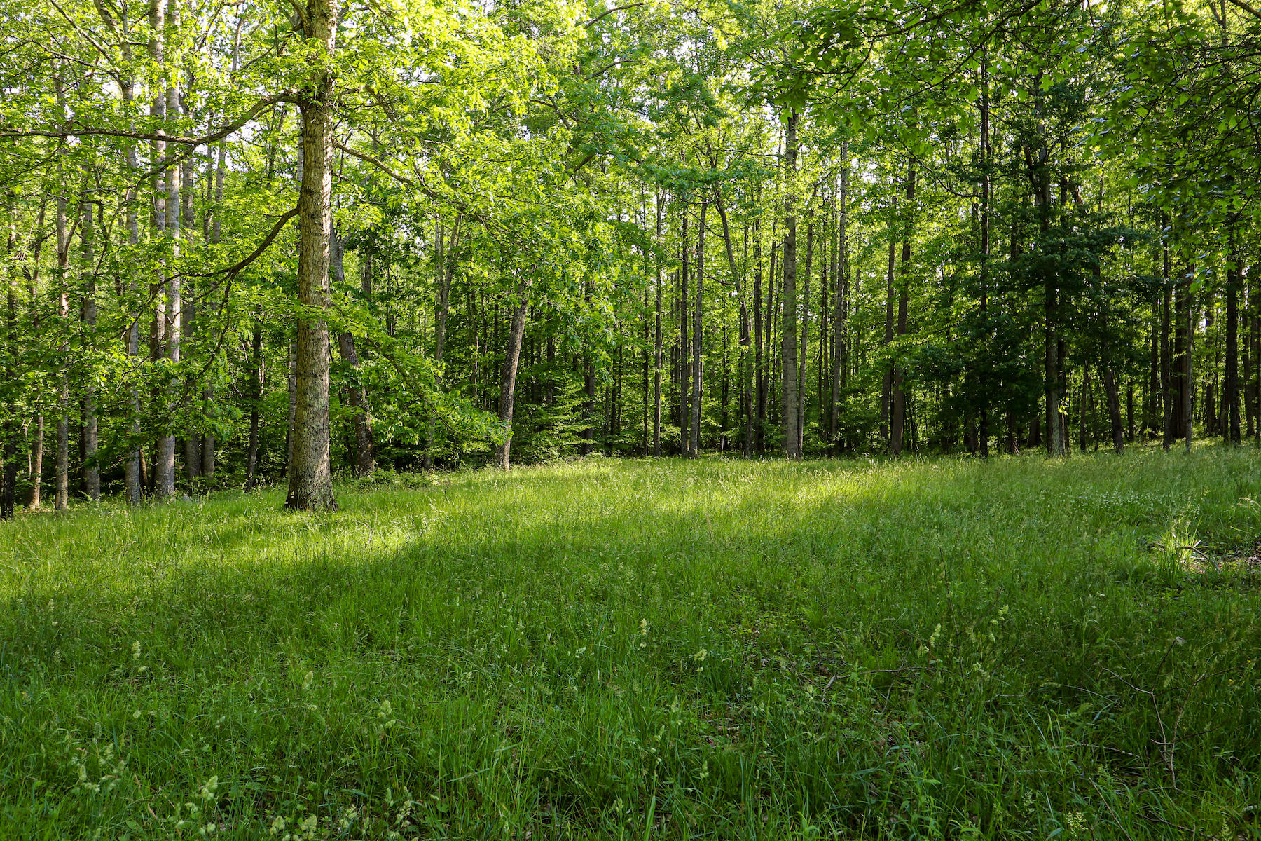 296 Kyle Weeks Road Southwest Willis, VA 24380 - Photo 31 of 35 a view of green field with trees in the background