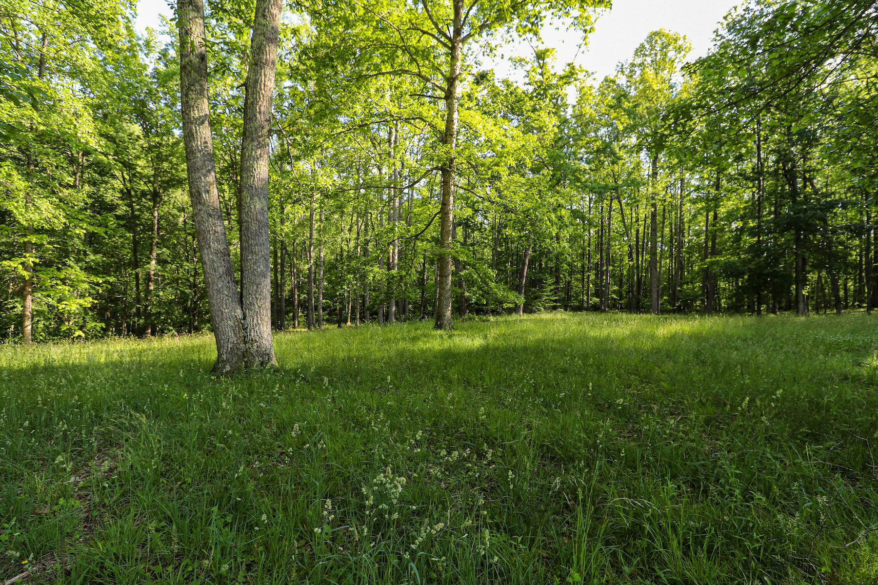 296 Kyle Weeks Road Southwest Willis, VA 24380 - Photo 32 of 35 a view of grassy field with trees