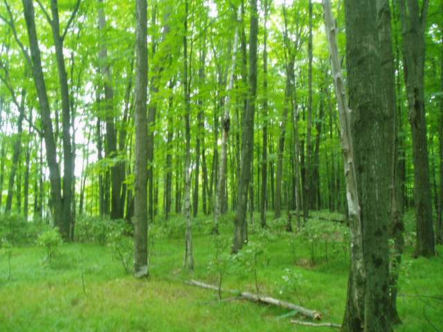 11586 Morgan Lake Road Long Lake, WI 54542 - Photo 2 of 12 Gallery Image 2