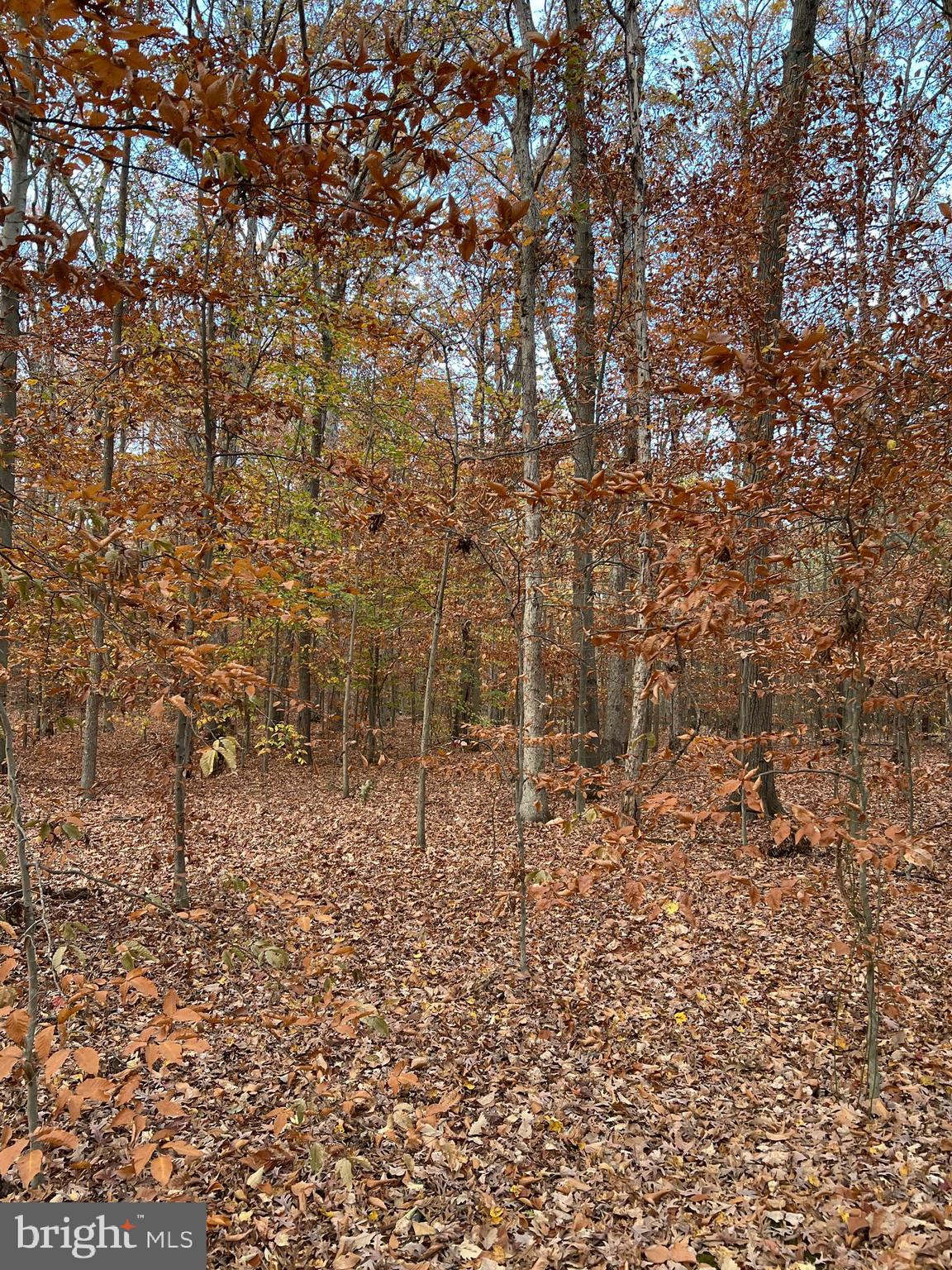 John Brown Road Queenstown, MD 21658 - Photo 3 of 7