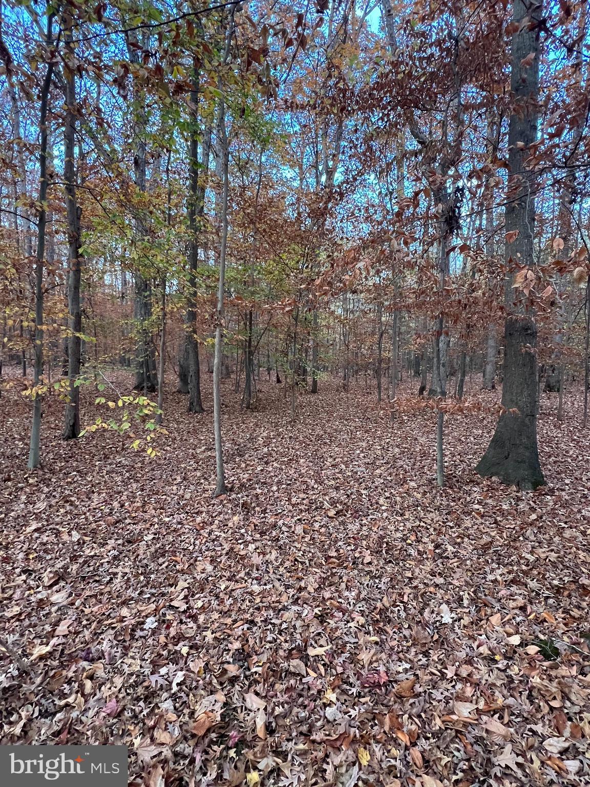 John Brown Road Queenstown, MD 21658 - Photo 4 of 7