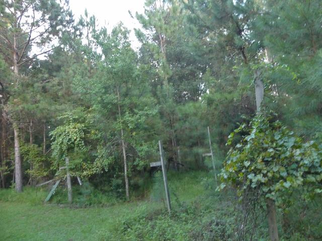 8465 Chisolm Plantation Road Edisto Island, SC 29438 - Photo 23 of 35 16