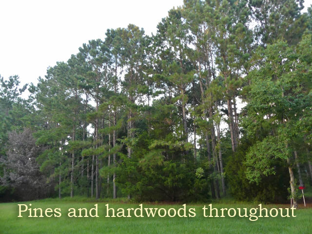 8465 Chisolm Plantation Road Edisto Island, SC 29438 - Photo 24 of 35 17
