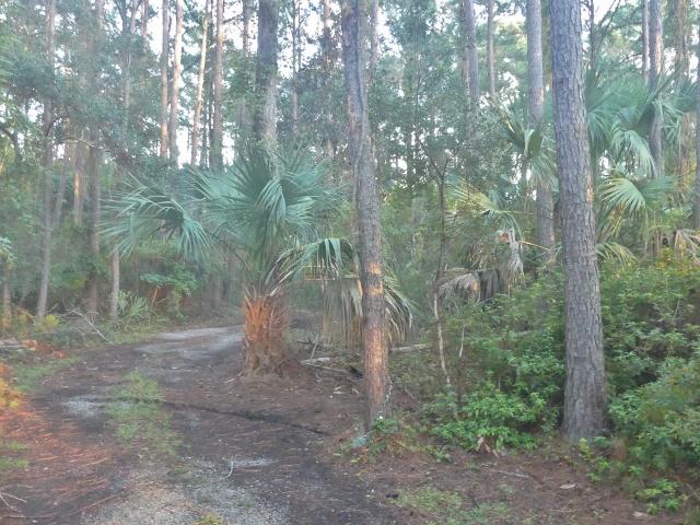 8465 Chisolm Plantation Road Edisto Island, SC 29438 - Photo 9 of 35 4