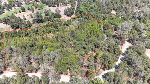 a view of a forest with a tree