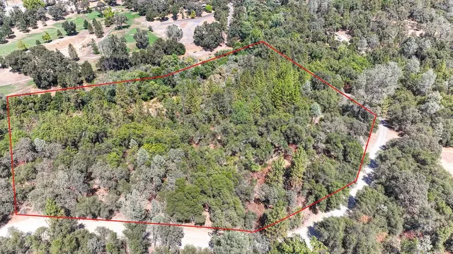 a view of a forest with a tree