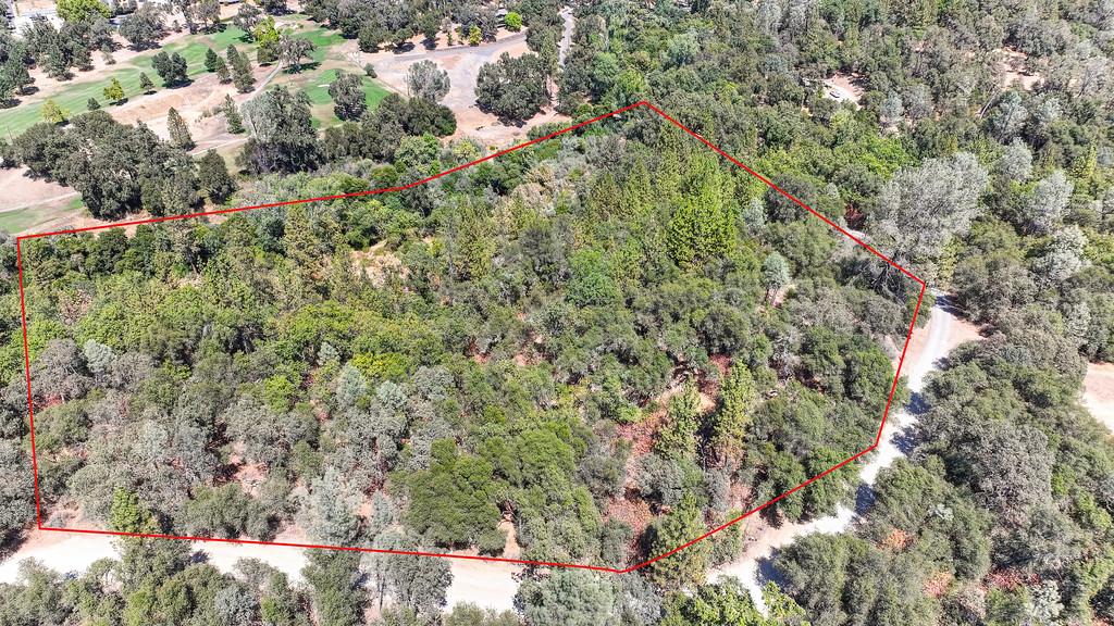 a view of a forest with a tree