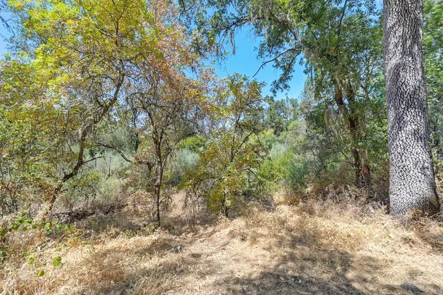 a view of a yard with trees
