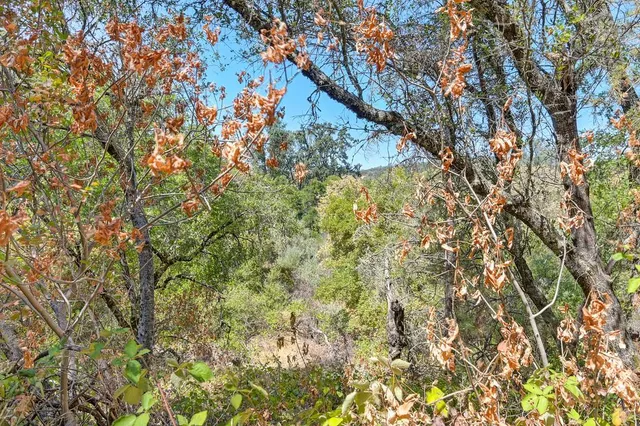 a view of empty space with trees
