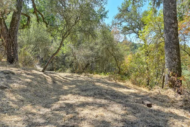 a view of a yard with plants and trees