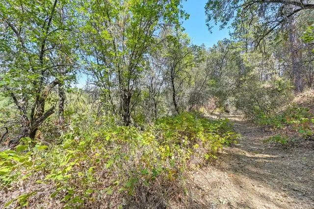 a view of a yard with a tree
